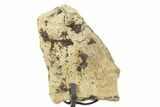 Dinosaur (Triceratops) Frill Shield Section w/ Stand - South Dakota #378575-1